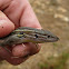 large psammodromus; lagartija colilarga
