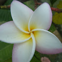 franjipani