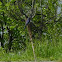 Eastern Bluebird