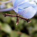 Plume Moth.