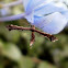 Plume Moth.