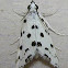Spotted Peppergrass Moth