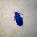 Fulgorid Planthopper or Lanternfly
