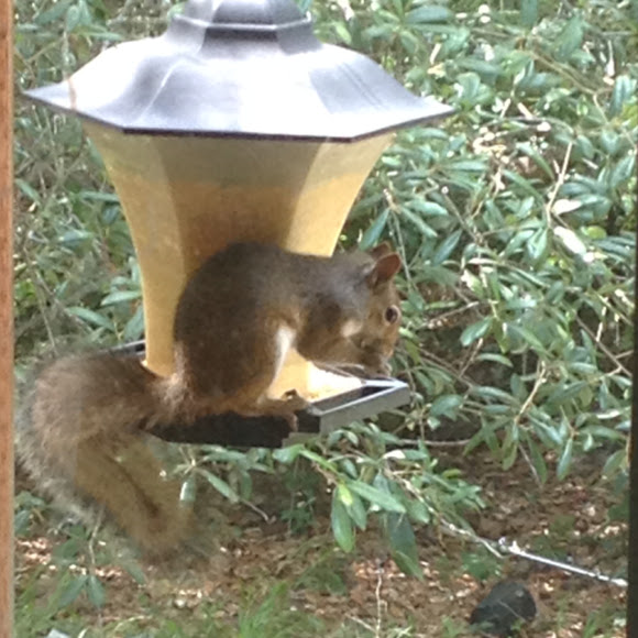 Spotting Image 1