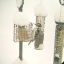 Hairy woodpecker