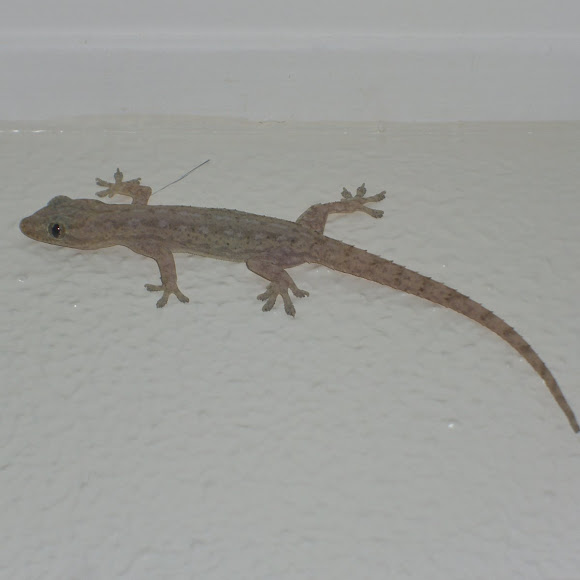 Spotting Image 1