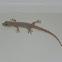 House Gecko