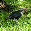 Hadeda Ibis