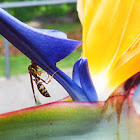Vespa (Wasp)