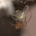 False House Button Spider