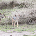 Silver Backed Jackal