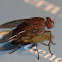 Fly Pirate