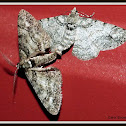 Double-lined Gray Moths (mating)