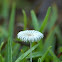 Coprinopsis sps