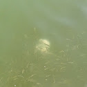 Atlantic nettle