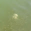 Atlantic nettle