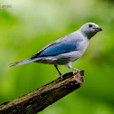 Blue-gray Tanager