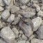 Bluebottle wasp