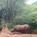 Black Rhinoceros