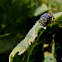 ladybird larvae