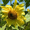 Western honey bee