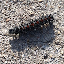 Mourning Cloak