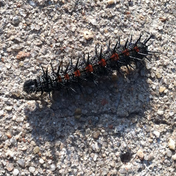 Spotting Image 1