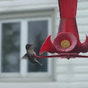 Ruby Throat Hummingbird