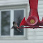 Ruby Throat Hummingbird