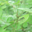 Fragile Forktail damselfly (male)