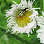 Four-lined Plant Bug