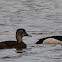 Ring-necked Duck