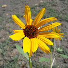 Alpine Sunflower