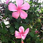 Pink Hibiscus