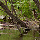 American Bittern