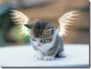 Angel Kitty