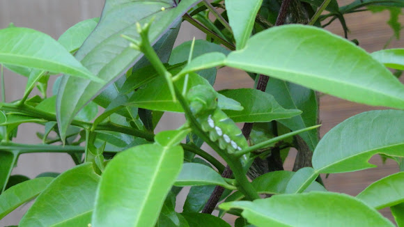 Spotting Image 1