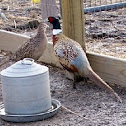 Ringneck Pheasant
