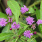 Iron Weed