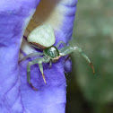Crab Spider
