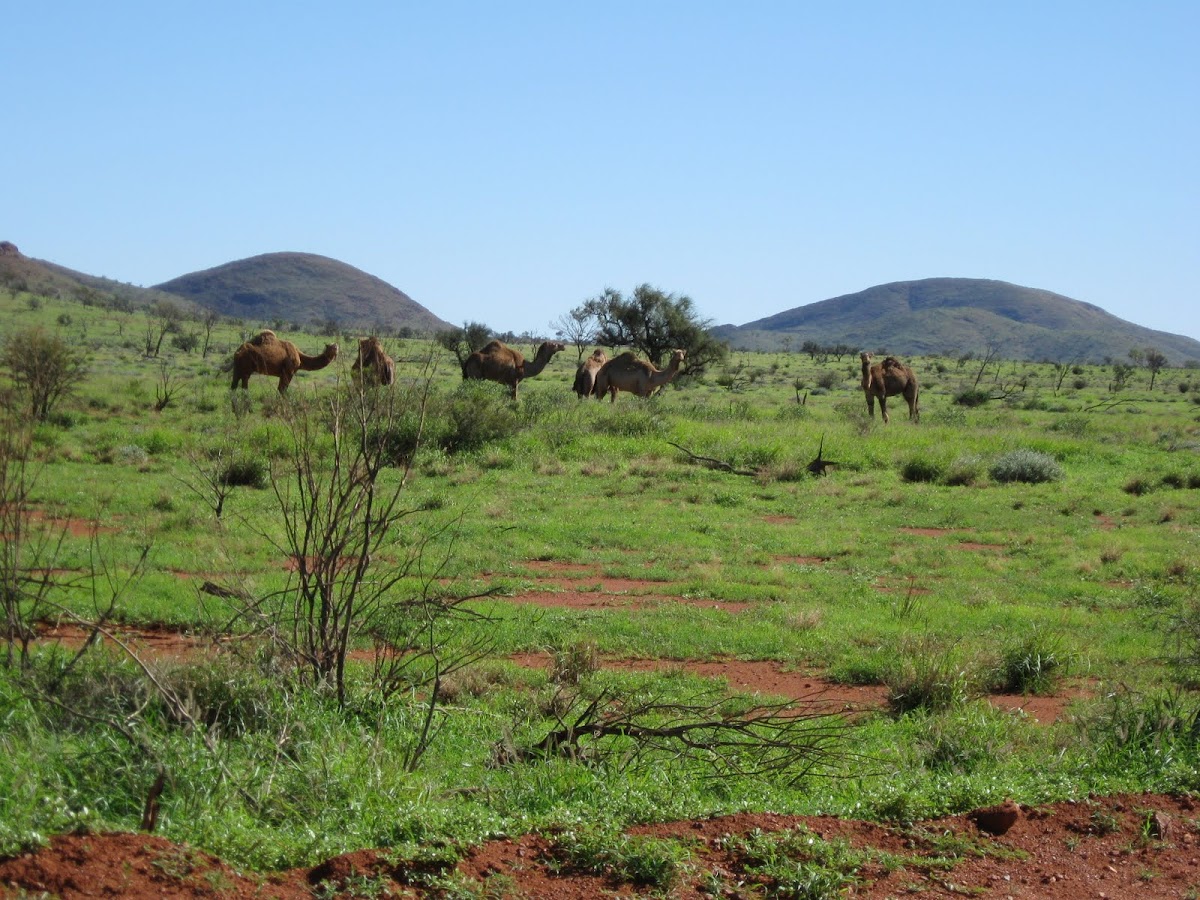 Australian Feral Camel