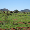 Australian Feral Camel