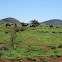 Australian Feral Camel