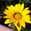 Coastal Gazania