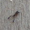 Pseudoscorpion