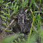 Wood Frog