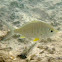 Yellowfin Mojarra