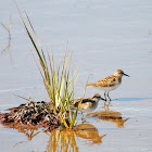 Least Sandpiper