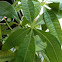 Money tree