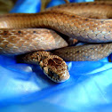 DeKay's Brown Snake